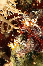 Sipadan_2015_Crevette de Thor_Thor amboinensis_IMG_3100_rc